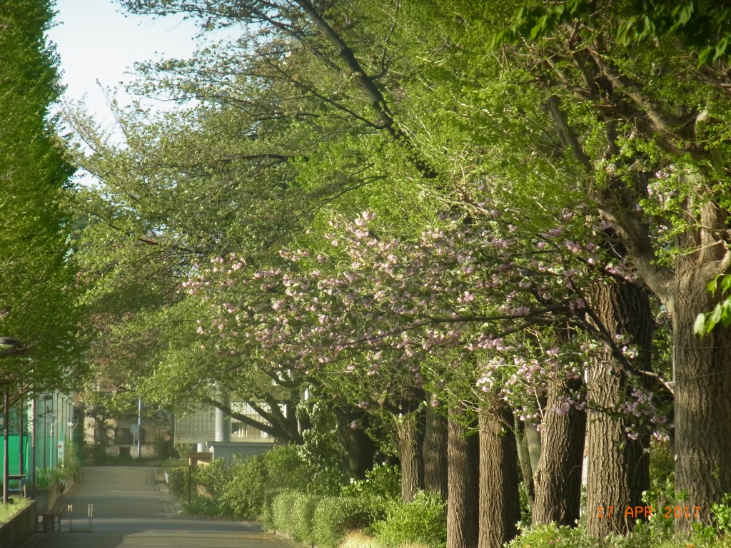 4月の豊多摩　校内道中に八重桜が咲いている